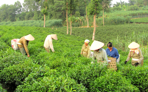 Tích cực hỗ trợ nông dân phát triển kinh tế 