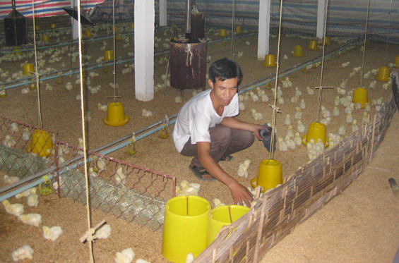 Trên 100 trại sản xuất giống gà 