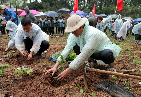 Trồng 500 cây keo hưởng ứng Tết trồng cây 