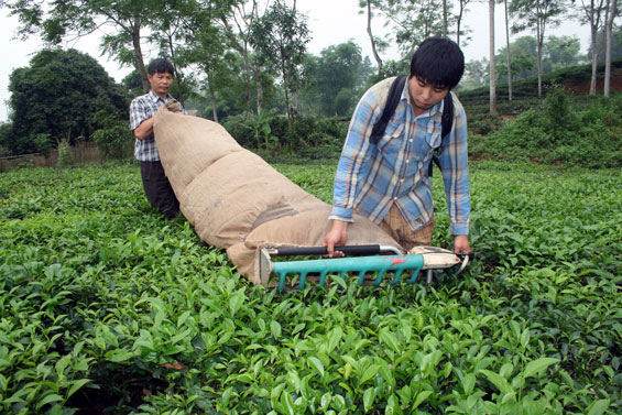 UBND tỉnh họp phiên thứ 39: Tiếp tục tập trung chỉ đạo tái cơ cấu kinh tế 