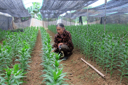 Thu nhập cao từ những mô hình nhà lưới 
