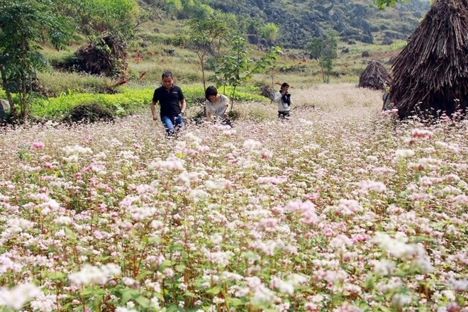 Khai mạc Lễ hội hoa tam giác mạch trên Cao nguyên đá Đồng Văn