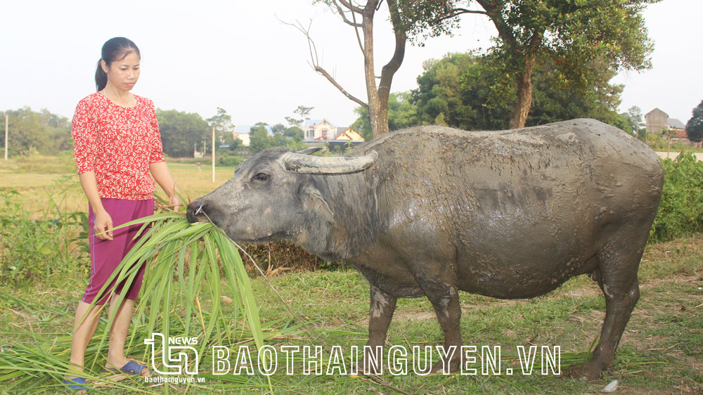 Thu hồi đất và bài toán giải quyết việc làm cho nông dân (kỳ II)