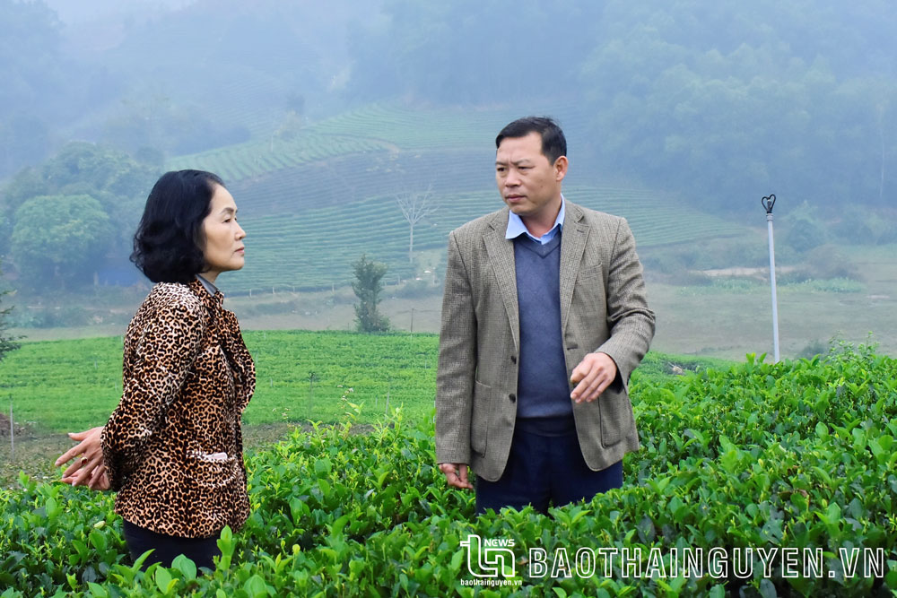 Nữ giám đốc và hành trình xây dựng thương hiệu chè