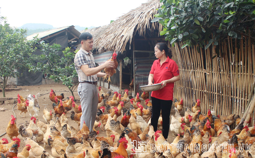 Tìm lời giải cho phát triển chăn nuôi bền vững