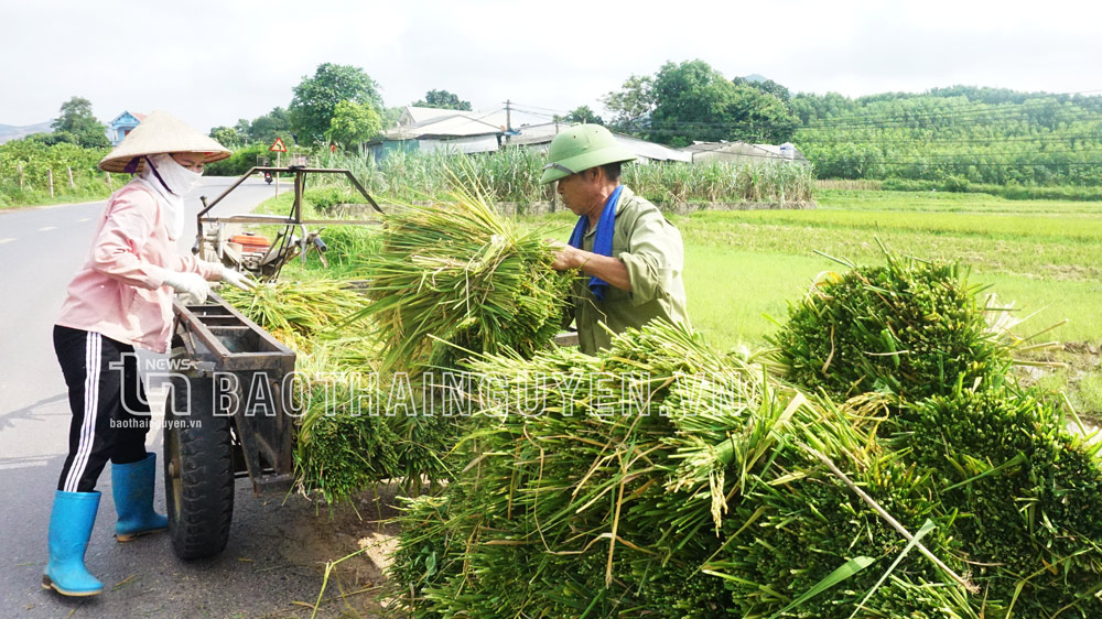 Rộn ràng ngày mùa