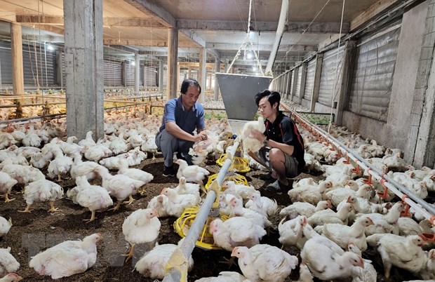 Gặp gỡ giám đốc hợp tác xã đi đầu trong chăn nuôi công nghệ cao