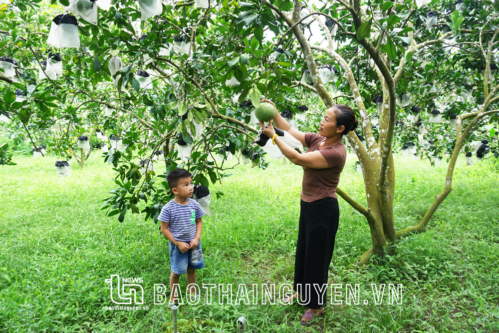 Mở rộng diện tích sản xuất theo tiêu chuẩn VietGAP