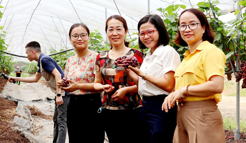 Check-in với nho Hạ Đen