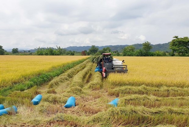Giá lúa, gạo các loại ở khu vực Đồng bằng sông Cửu Long đều tăng nhẹ