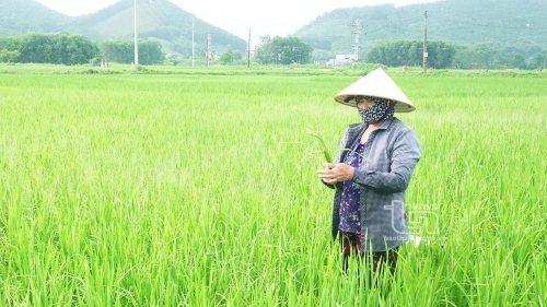TP. Thái Nguyên: Xuất hiện sâu bệnh hại lúa mùa