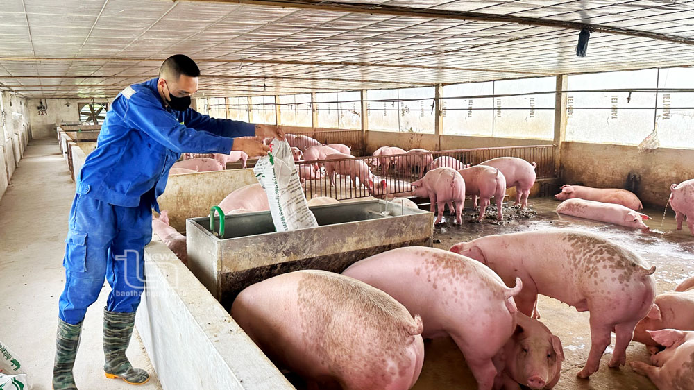 Làm giàu từ chăn nuôi an toàn sinh học