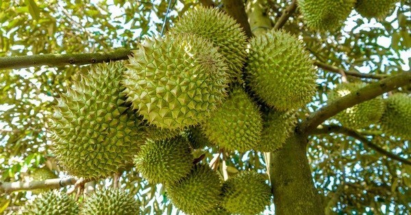 Cảnh báo về công tác quản lý vùng trồng và cơ sở đóng gói xuất khẩu