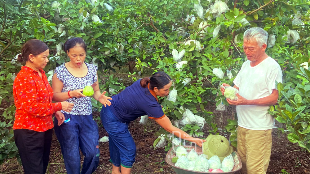 “Miệt vườn” nơi vùng chè