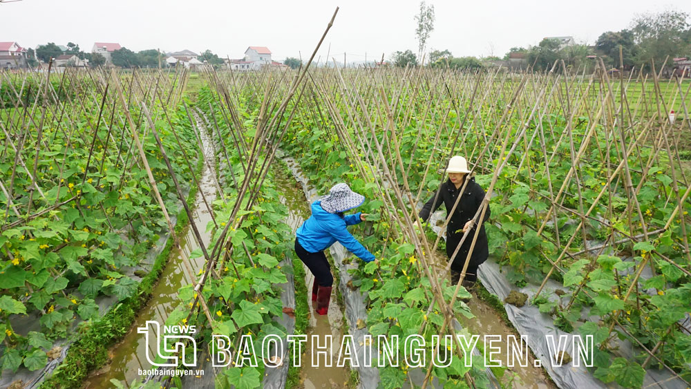 Để trồng rau là 