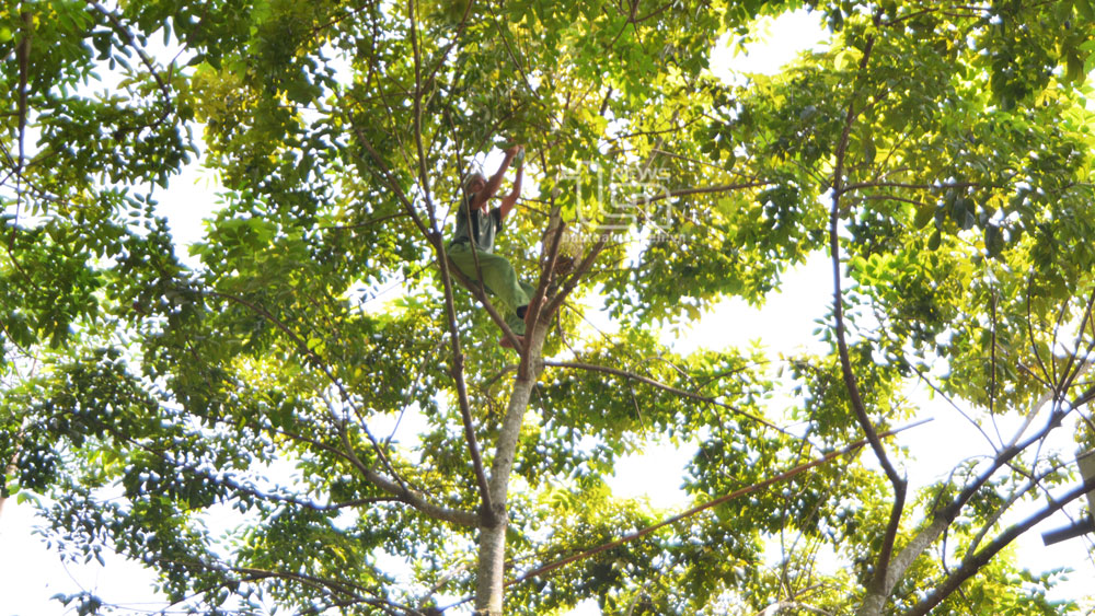 Bảo tồn và phát huy giá trị quả trám đen Hà Châu