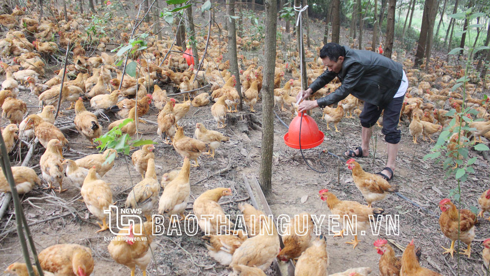 Thu lợi lớn từ chăn nuôi gà