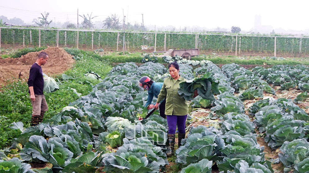 Nông dân Thái Nguyên hối hả luân canh gối vụ 