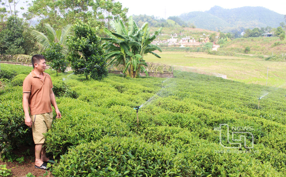 Sản xuất chè vụ đông: Lợi nhuận nhân đôi