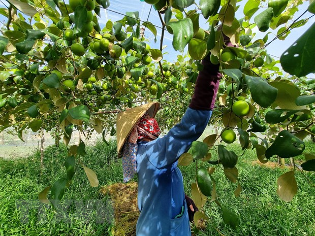 Ninh Thuận chú trọng phát triển nông nghiệp ứng dụng công nghệ cao