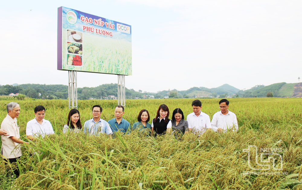 Phú Lương: Sản lượng lúa nếp Vải vượt mục tiêu đề ra đến năm 2025