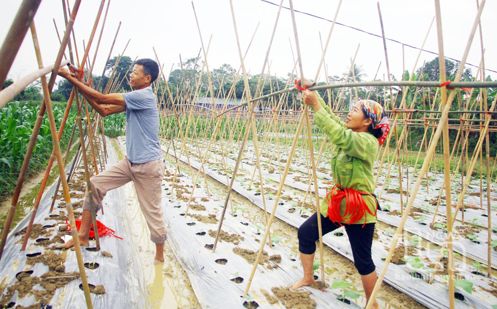 Gia tăng giá trị từ sản xuất vụ đông