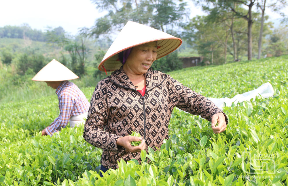Chè Phú Lương rộn ràng chờ ngày vinh danh