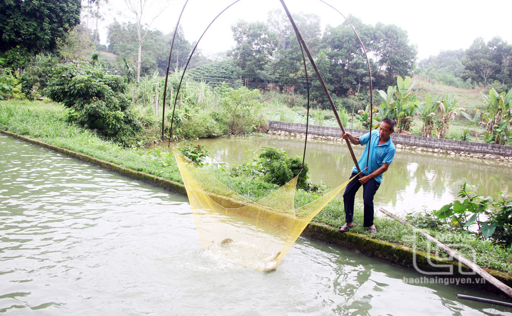 Ruộng hoang hóa: Nuôi trồng thủy sản thu lợi gấp ba 