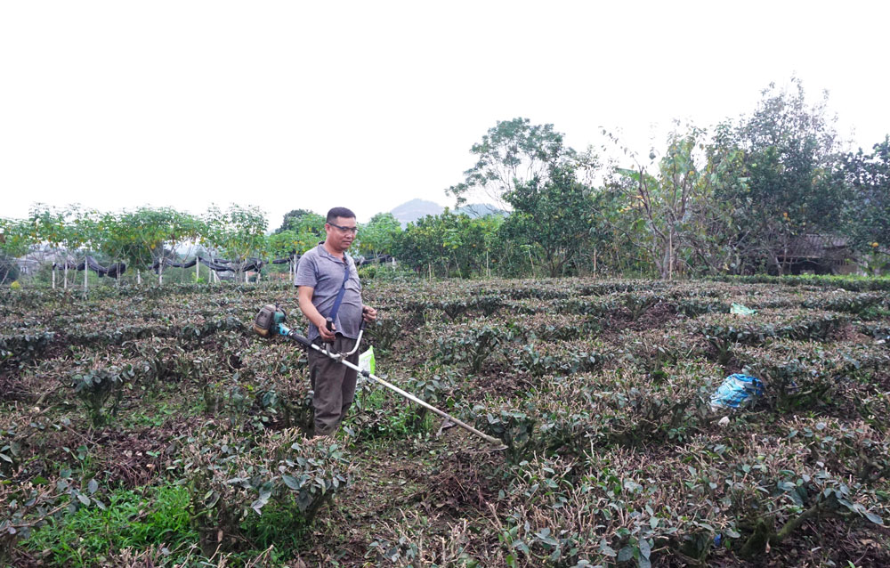 Chủ động phòng trừ dịch hại và chống rét cho cây trồng dịp Tết