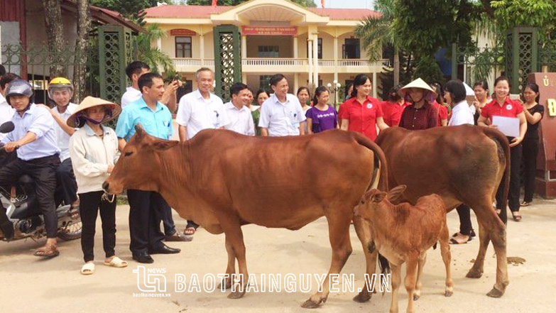 Tạo sinh kế bền vững từ “Ngân hàng bò”