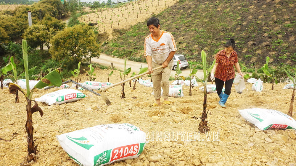 Được mùa, mất giá: Nông dân trăn trở 