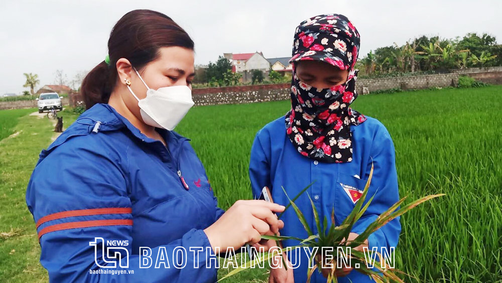 Võ Nhai: Bám đồng ruộng cho vụ xuân bội thu