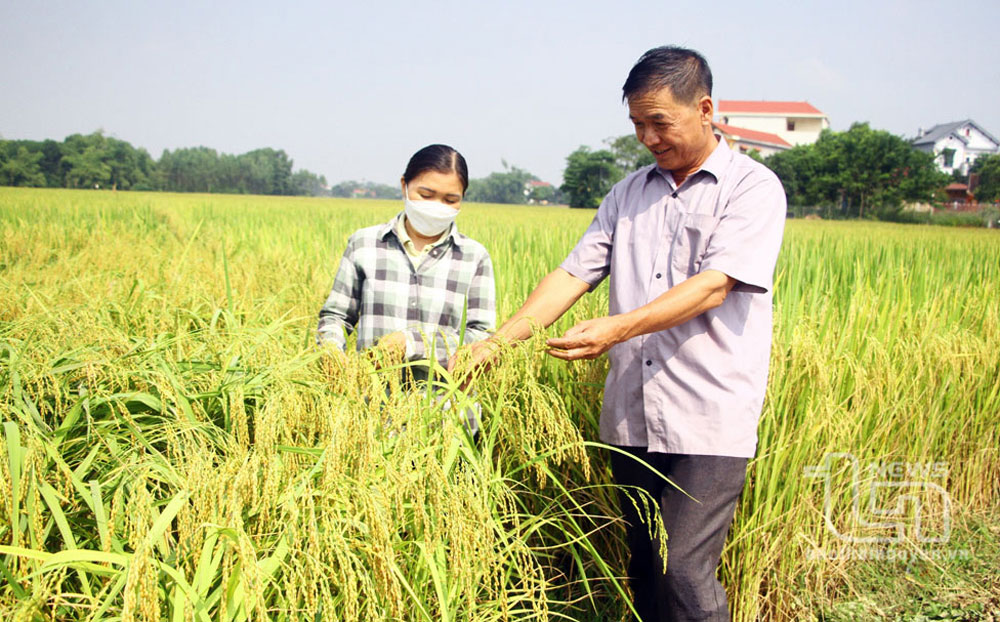Nhân rộng mô hình liên kết trong sản xuất lúa