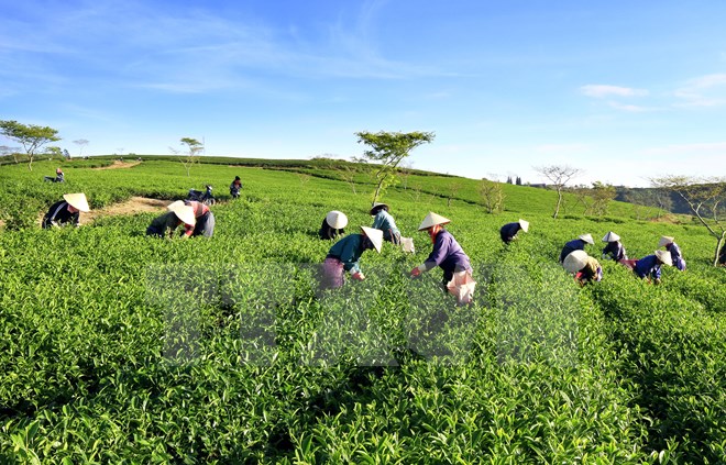 Chè Lâm Đồng đạt tiêu chuẩn xuất khẩu sang châu Âu, Đài Loan
