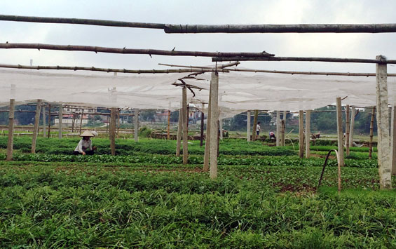 Ứng dụng khoa học, công nghệ vào sản xuất nông nghiệp 