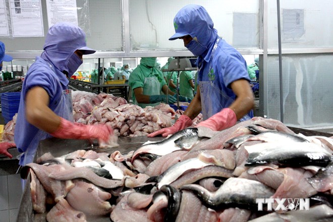 Việt Nam không bán phá giá filet cá tra, cá ba sa vào Hoa Kỳ 