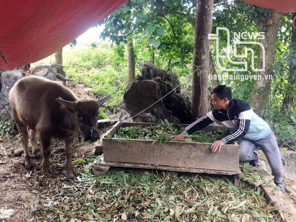 Thái Nguyên: Hỗ trợ người dân vùng đặc biệt khó khăn phát triển sản xuất theo chuỗi giá trị