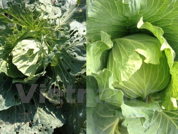 Hành trình đi tìm rau sạch trong thời khủng hoảng niềm tin