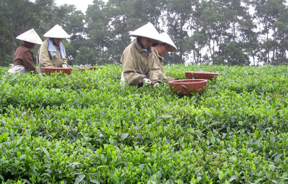 Xã Tân Cương: Tụt giảm gần 100 tấnchè 