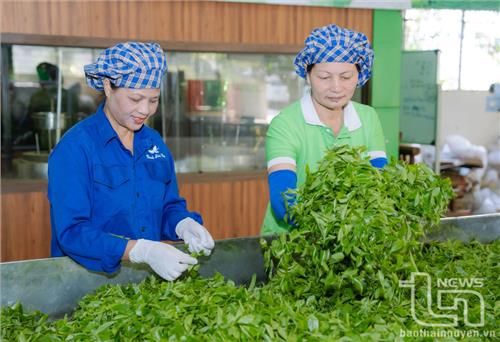 Sản xuất chè an toàn gắn với truy xuất nguồn gốc