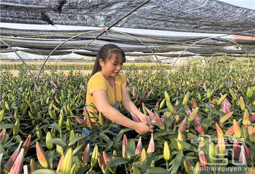 Trồng hoa công nghệ cao và những vấn đề đặt ra