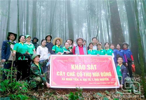 Bảo vệ cây chè cổ: Mệnh lệnh từ trái tim