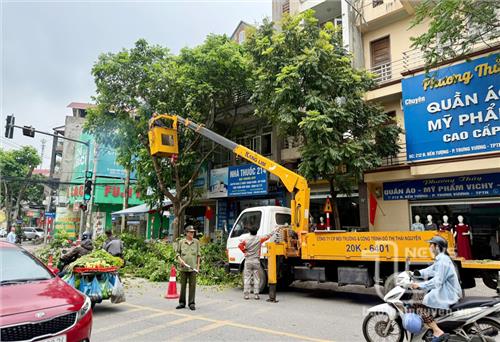 TP. Thái Nguyên: Cắt tỉa cây xanh, bảo đảm an toàn trong mùa mưa bão