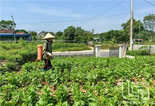 Chú trọng công tác dự tính, dự báo sâu bệnh hại: Bảo vệ cây trồng hiệu quả