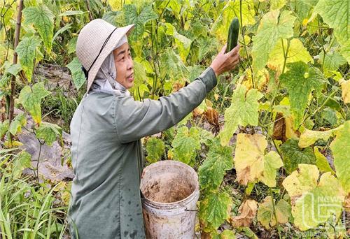 Mô hình liên kết trồng dưa chuột nếp cho hiệu quả cao