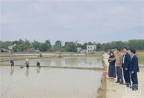 Triển khai mô hình sản xuất lúa hữu cơ quy mô 34ha