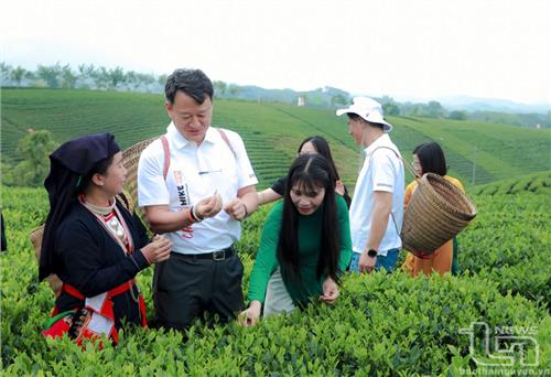 Nâng tầm giá trị cây chè, văn hóa trà: Yêu cầu từ thực tiễn