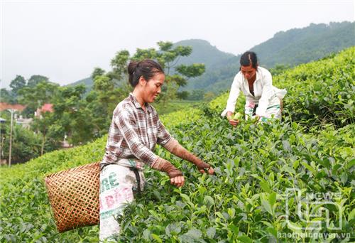 Định Hóa: Hỗ trợ 70% giá giống chè trồng mới và thay thế