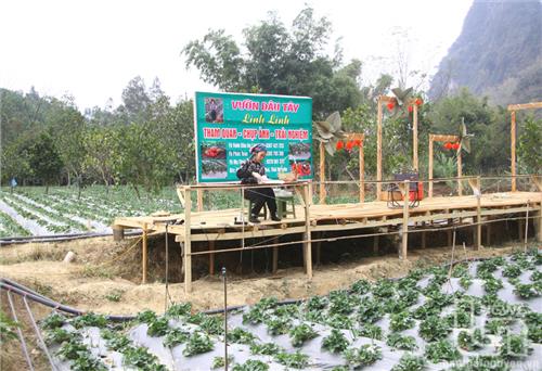 Cách thu hút du khách của những nông dân thế hệ mới