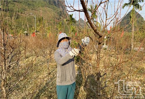 Bích đào vươn mình bên núi đá